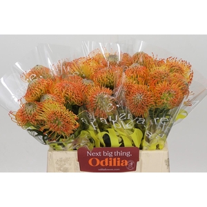 Nutans Orange Sunset