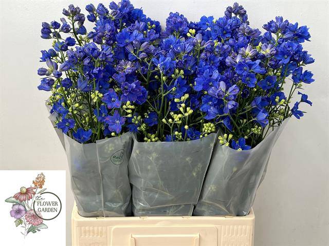 <h4>DELPH EN M GRAN BLUE</h4>