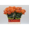 Nutans Ayoba Orange