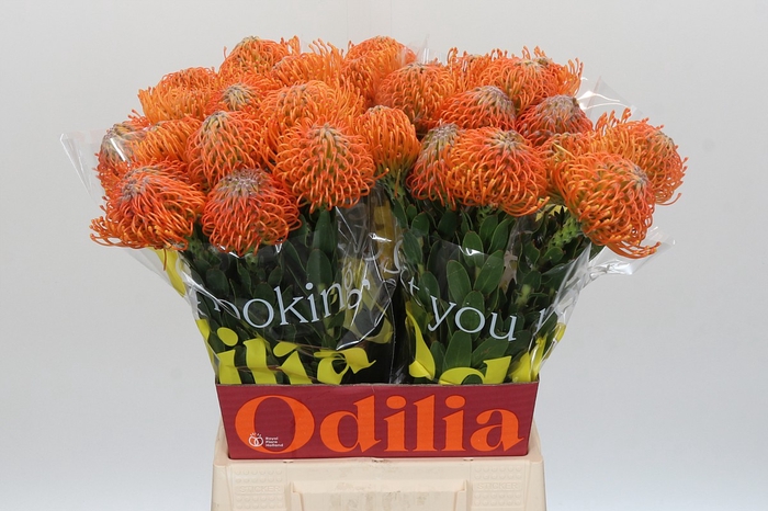 Nutans Ayoba Orange