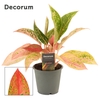 Aglaonema Prestige 12 cm (Decorum)