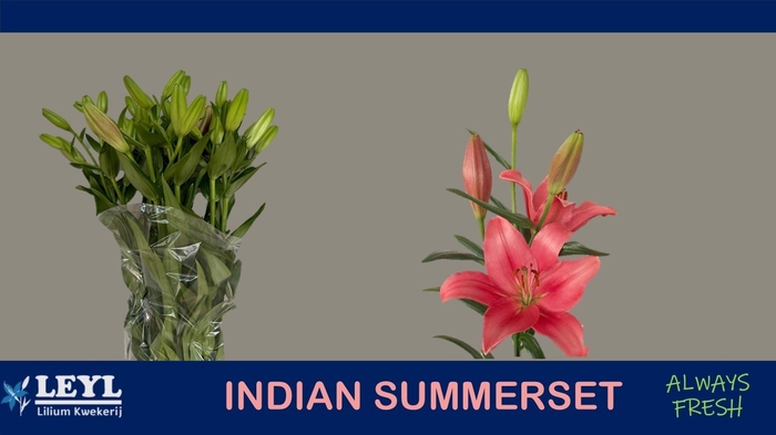 <h4>LI LA INDIAN SUMMERS</h4>