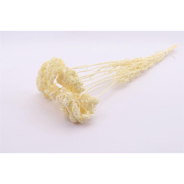 <h4>Bunch Achillea Slv 100g L60</h4>