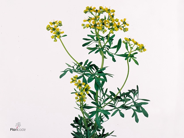 Ruta graveolens