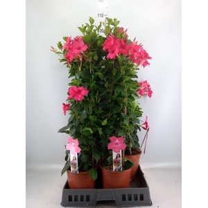 Mandevilla sand. 'SumStar Pink'