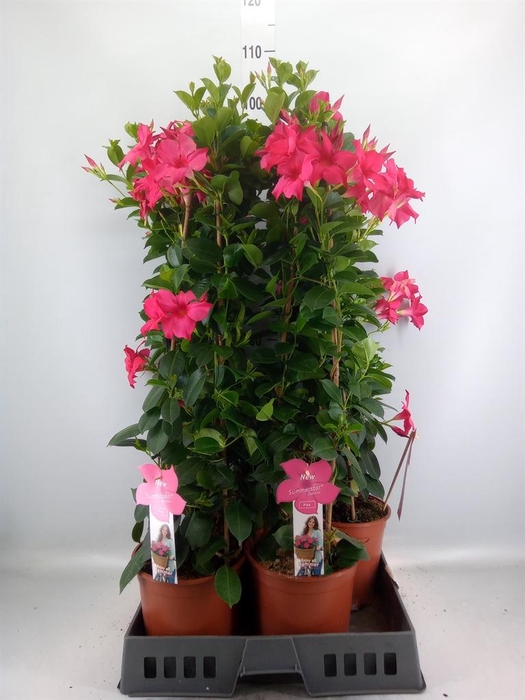 <h4>Mandevilla sand. 'SumStar Pink'</h4>