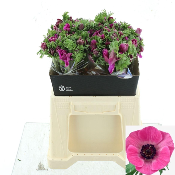 <h4>ANEM CO MAR ORCHID</h4>