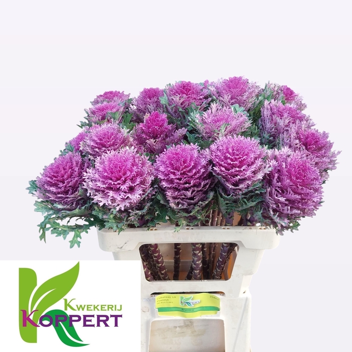 <h4>BRASS CRANE QUEEN</h4>