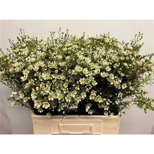 Chame Me Sirius White 60cm