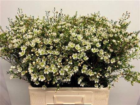 <h4>Chame Me Sirius 60cm</h4>