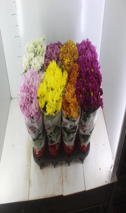 <h4>CRISANTEMO MINI P13</h4>