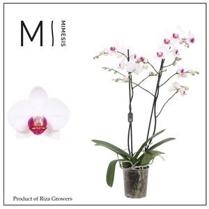 Phalaenopsis Association 2 spike – 12cm | Mimesis