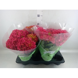 Hydrangea mac. 'Hi Fire'