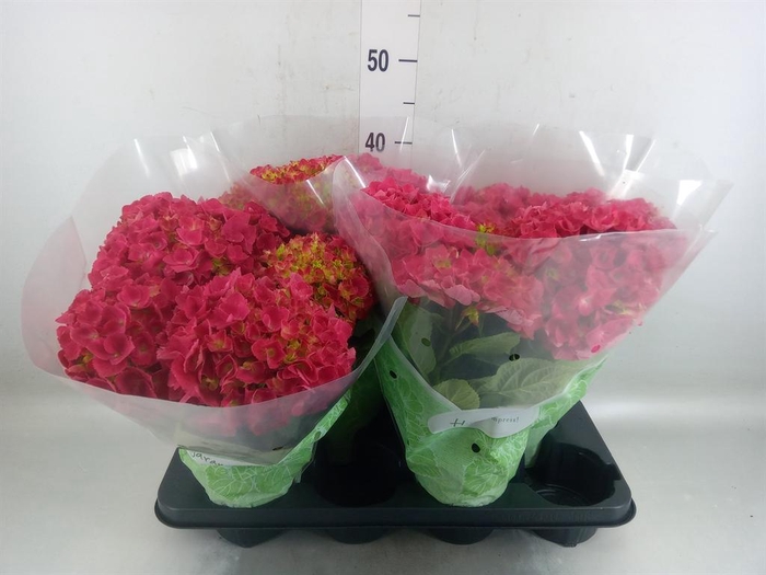 <h4>Hydrangea mac. 'Hi Fire'</h4>