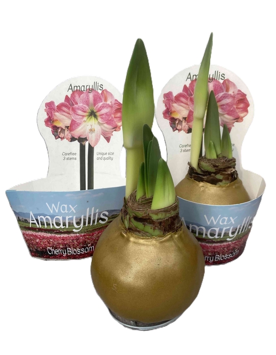 HIPPEASTRUM-HYBRID P14