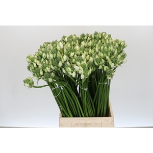 Ornithogalum Pilar