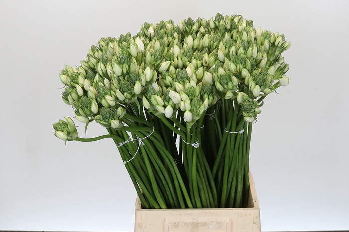 <h4>Ornithogalum Pilar</h4>