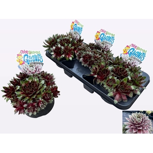 SEMP CCG GLACIE BLUE