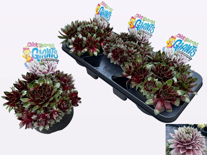 <h4>SEMP CCG GLACIE BLUE</h4>