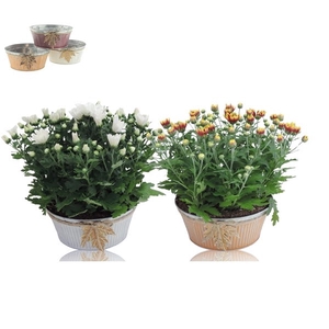 Collectie Autumn Leaf Chrysant Mix in Zink 21 cm