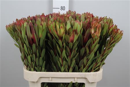 <h4>Leucadendron Safari Sunset</h4>