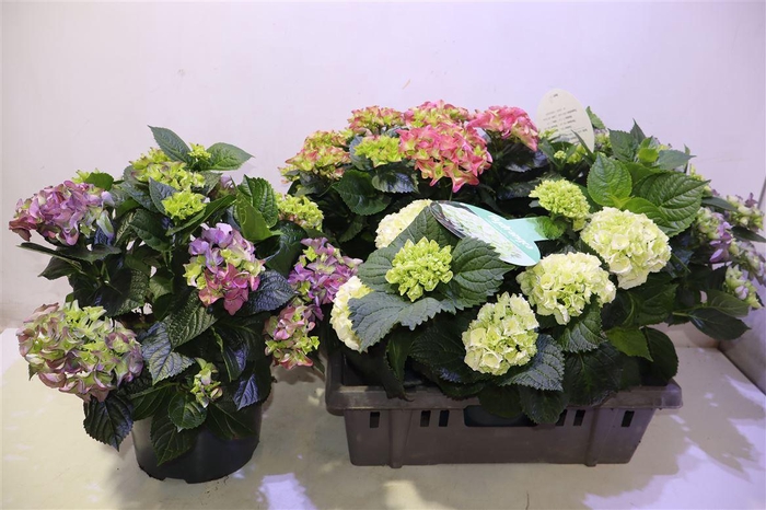 <h4>arr8 Hydr M Gem</h4>