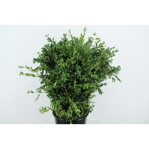 BUXUS SEMPERVIRENS 400GR