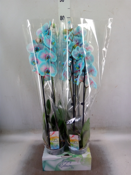 <h4>Phalaenopsis   ...</h4>