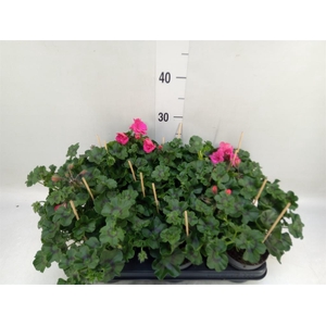 Pelargonium pelt.   ...