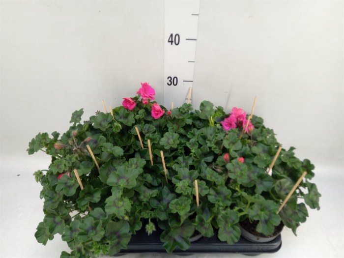 <h4>Pelargonium pelt.   ...</h4>