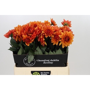 Dahlia Statue of Orange
