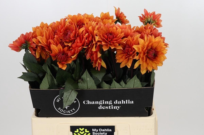 <h4>Dahlia Statue of Orange</h4>