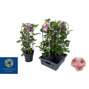 ROSA FL PEARL SELECT
