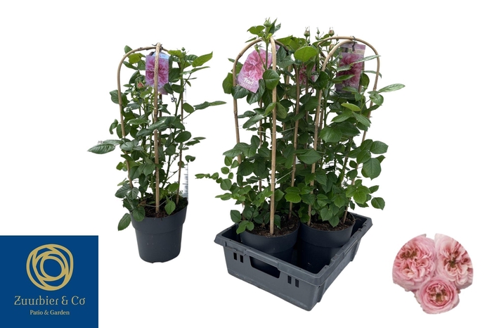 <h4>ROSA FL PEARL SELECT</h4>