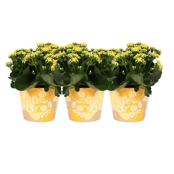 <h4>KP-849.1 GL - Kalanchoe Rosalina in gele waterdichte smartcup</h4>