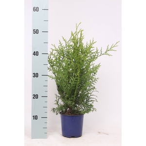 Thuja Occ Brabant