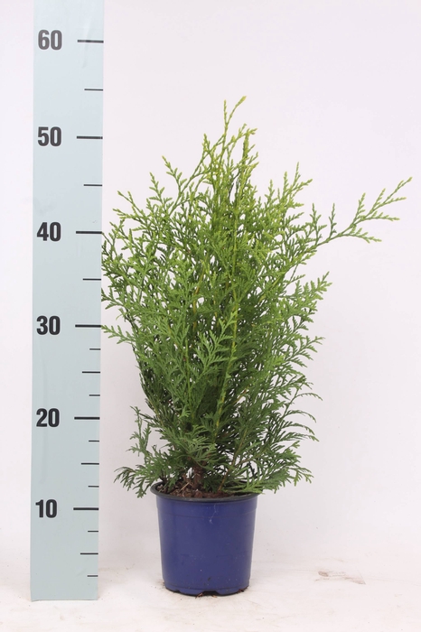 <h4>Thuja Occ Brabant</h4>