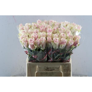 R Gr Pink Athena L 40