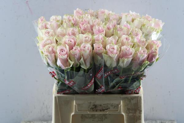 <h4>R Gr Pink Athena L 40</h4>