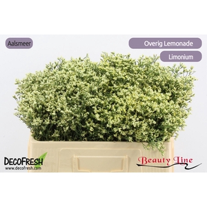 LIM SIN SEN LEMONADE