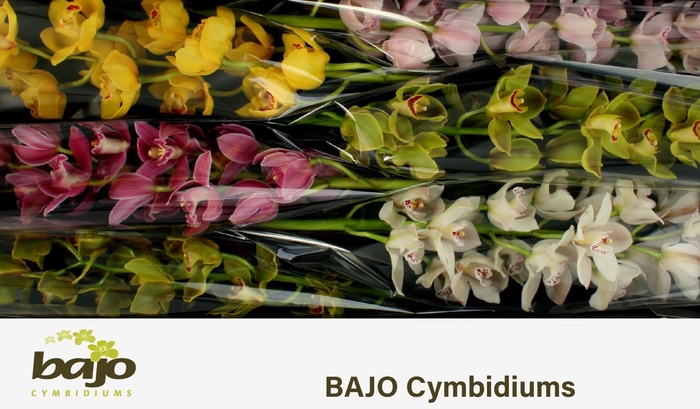 <h4>CYMB T GEM</h4>