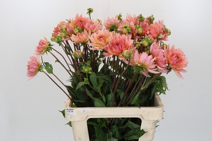 <h4>Dahlia Henriette</h4>