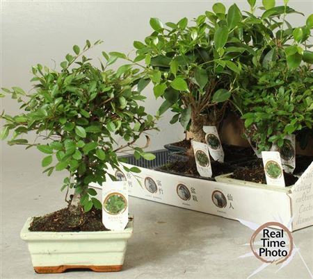 <h4>Bonsai Gem</h4>
