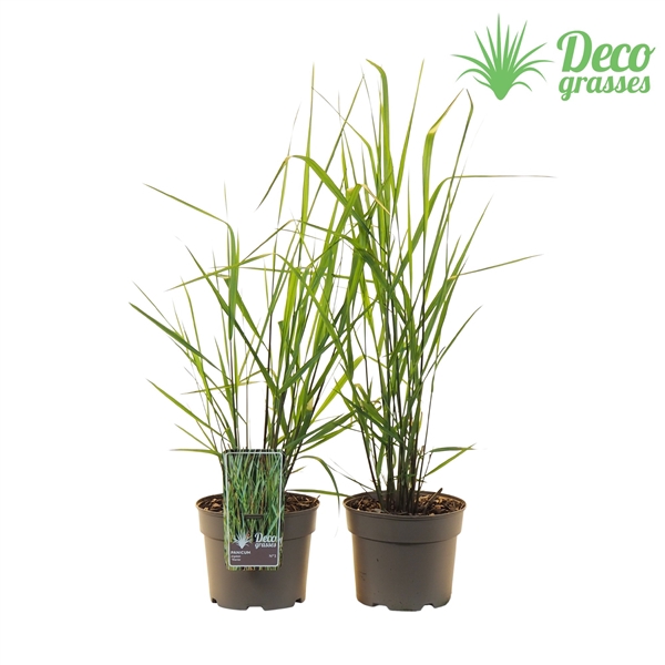 <h4>Panicum virgatum 'Warrior'</h4>