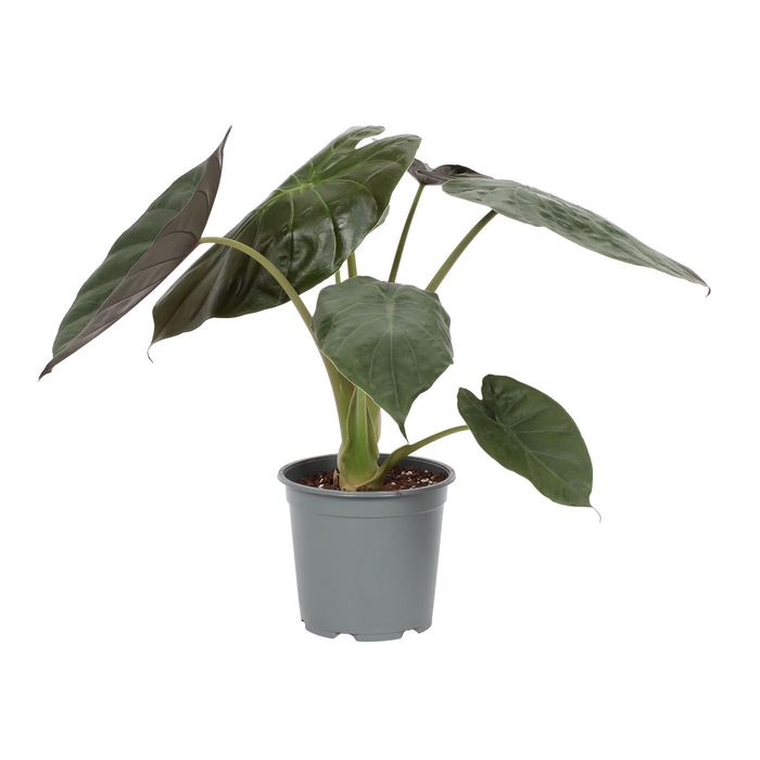 <h4>Alocasia Wentii</h4>