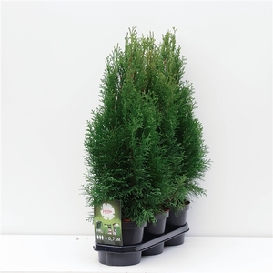 Hedgeline Thuja occidentalis Smaragd C3