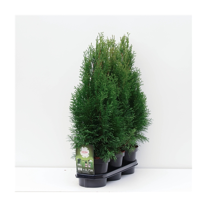 <h4>Hedgeline Thuja occidentalis Smaragd C3</h4>