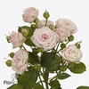 Rosa spray aerobic