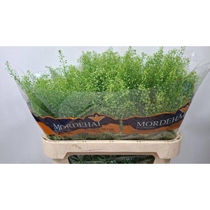 THLASPI GREEN BELL 30gr