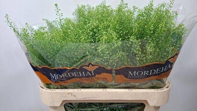 <h4>THLASPI GREEN BELL 30gr</h4>